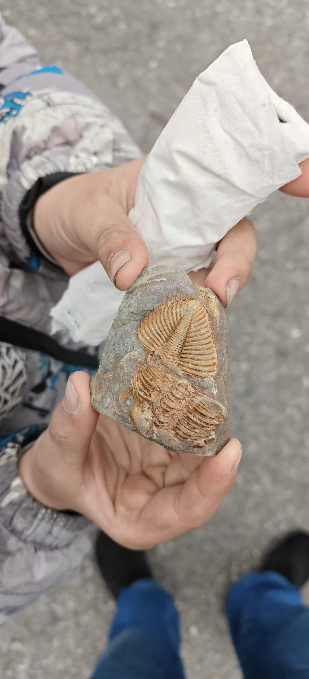 寻宝记，去挖化石咯